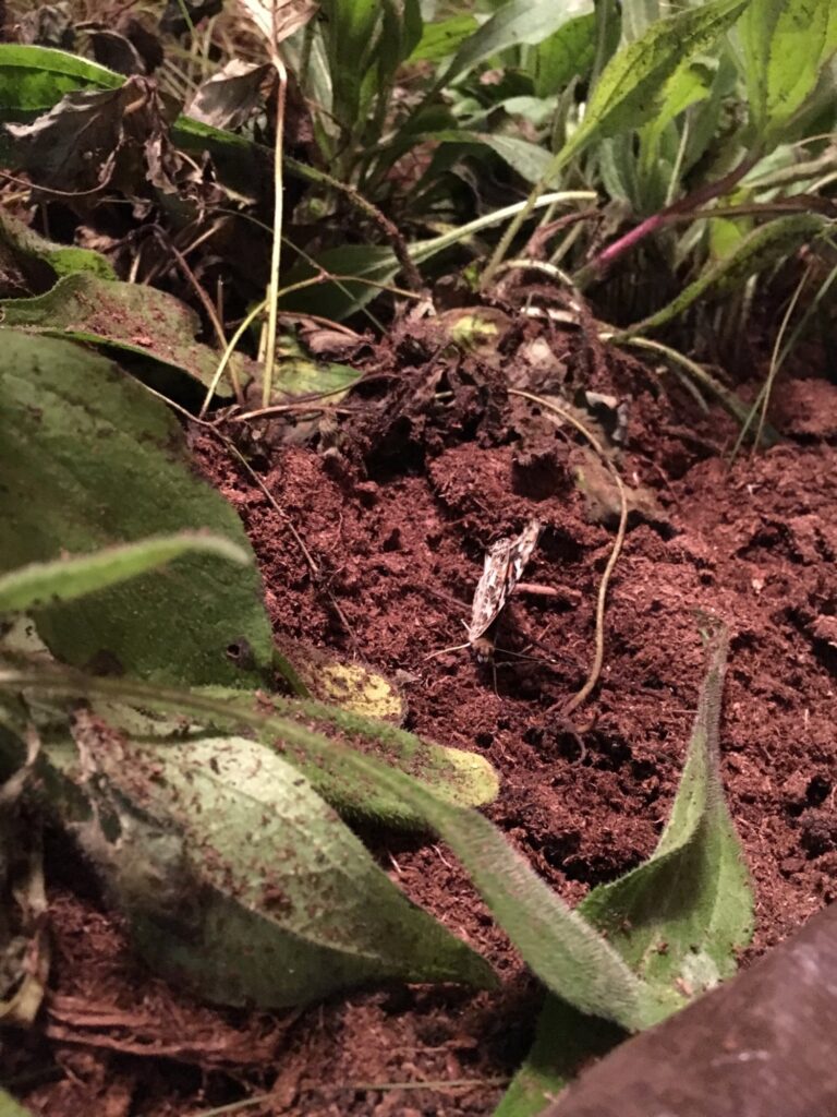 Habitat, Site:Lab, Grand Rapids, 2016.