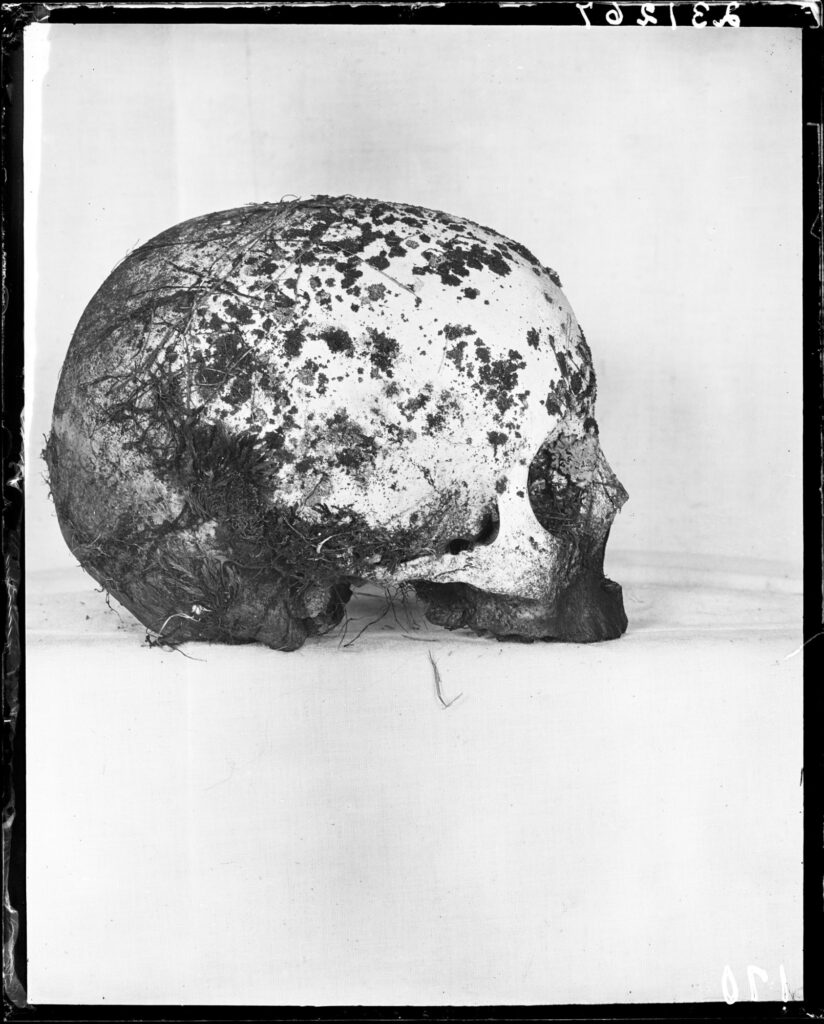 Crocker Land – Nowhere to Be Found_02, 2010. Silver gelatin print of a skull in profile