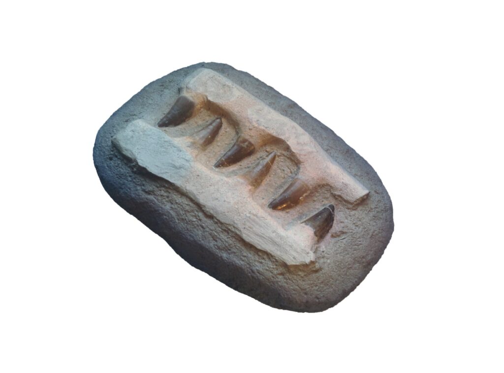 Objects of Unbelonging (mosasaur jaw fragment), 2016. Fossilized mosasaur jaw, airbrushed gradient.