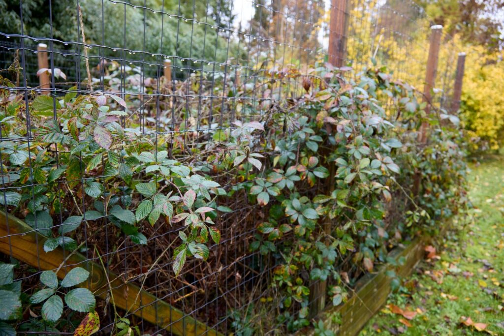 Planetary Forest, Botanical Garden Giessen, 2025.