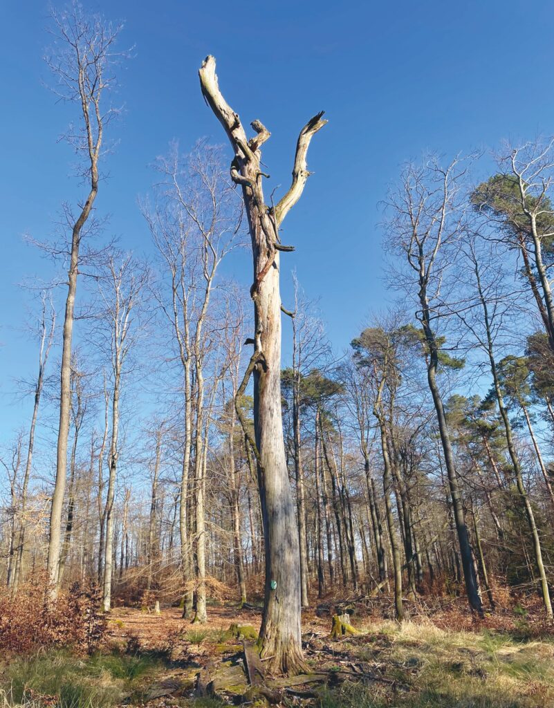 Dead tree in the disturbance area of the Rosbach city forest