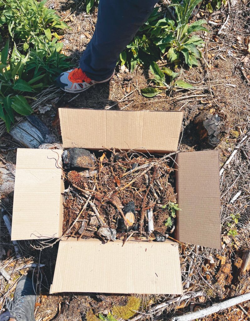 Cardboard box with forest material on the forest floor