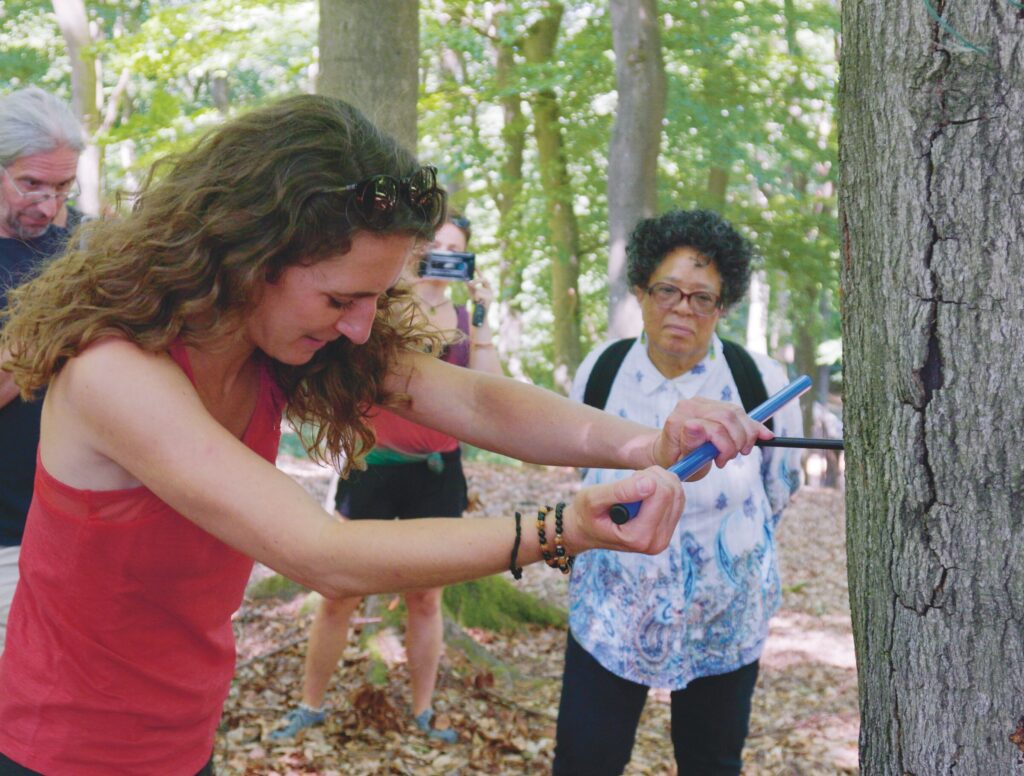 Taking a core sample from a beech tree