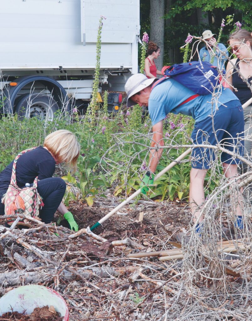 Participants collecting deadwood at the clear-cut