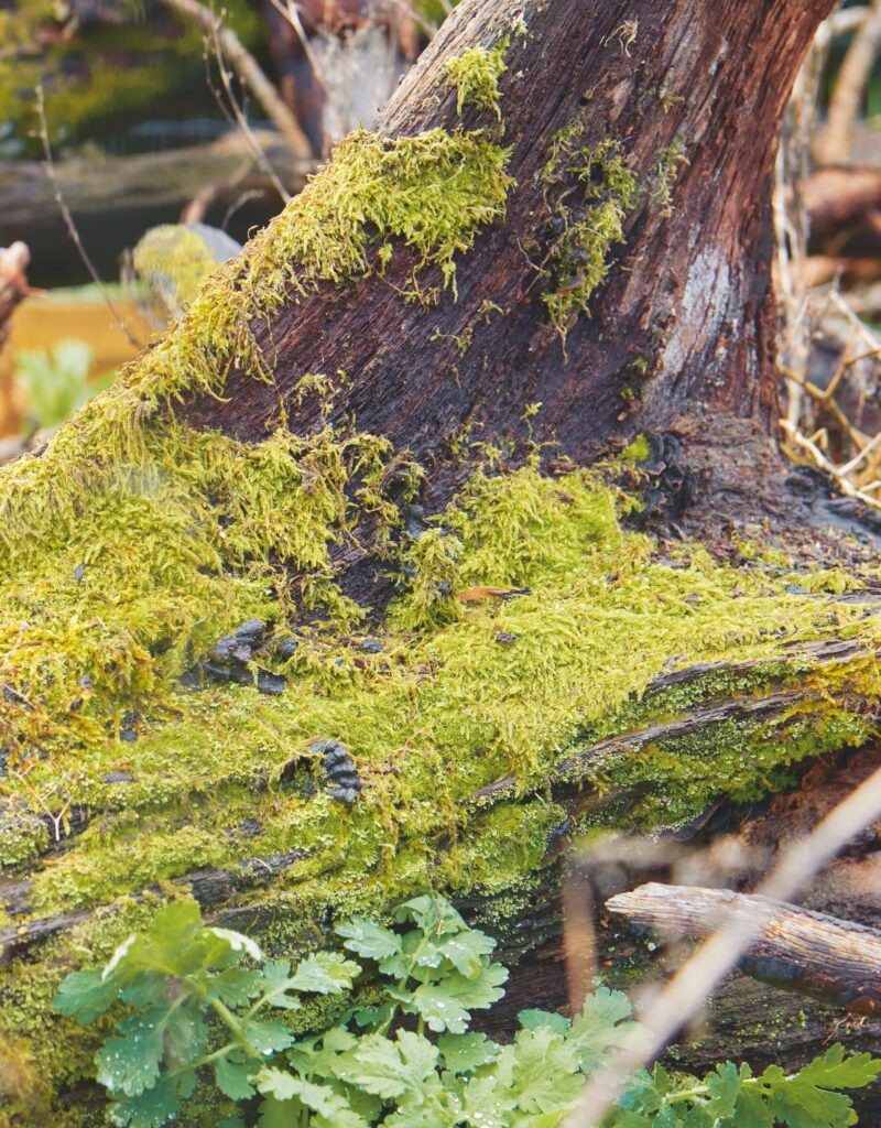 Moss growing on deadwood