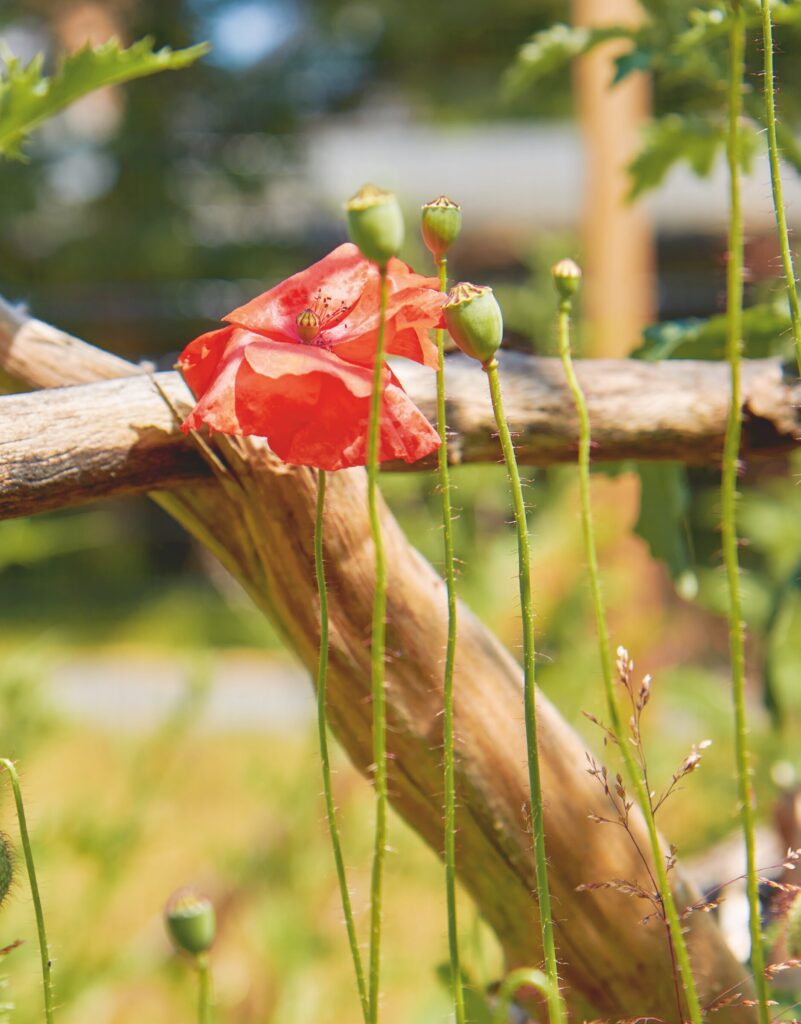 Poppy flowering on a branch